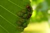 Elasmucha grisea grisea